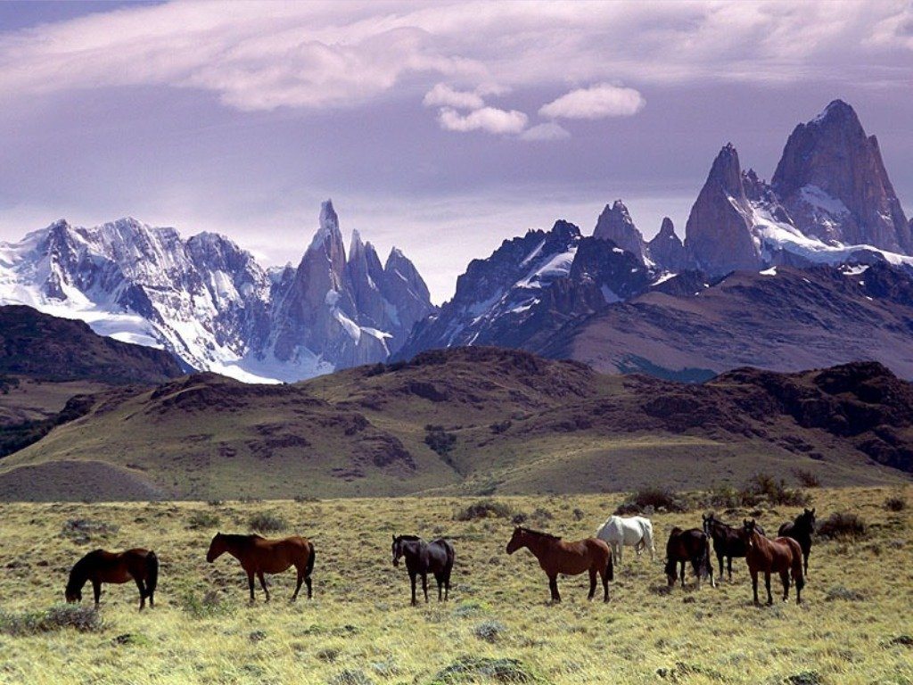 Chilean Horses Yendegaia