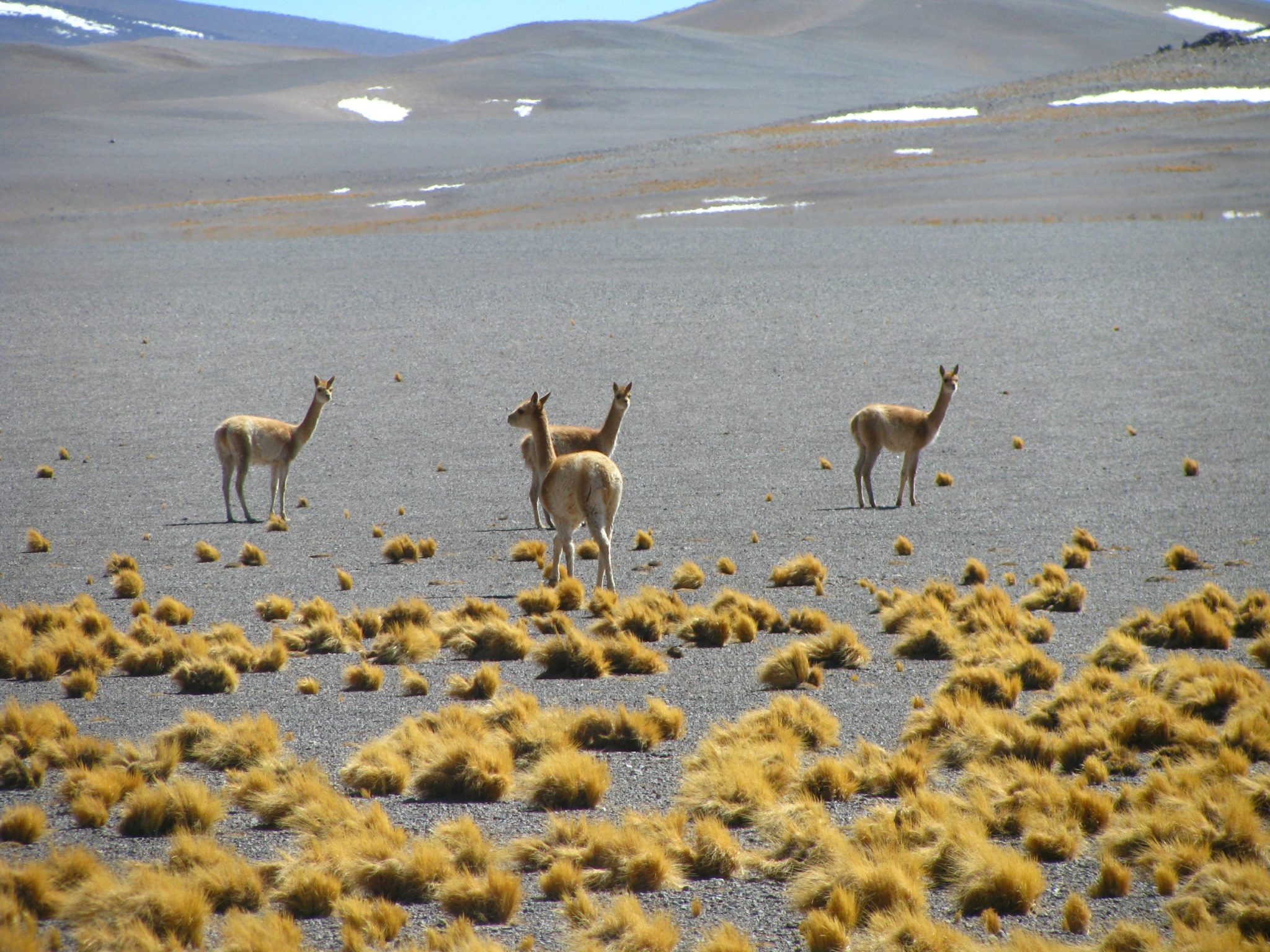 Salar de Maricunga