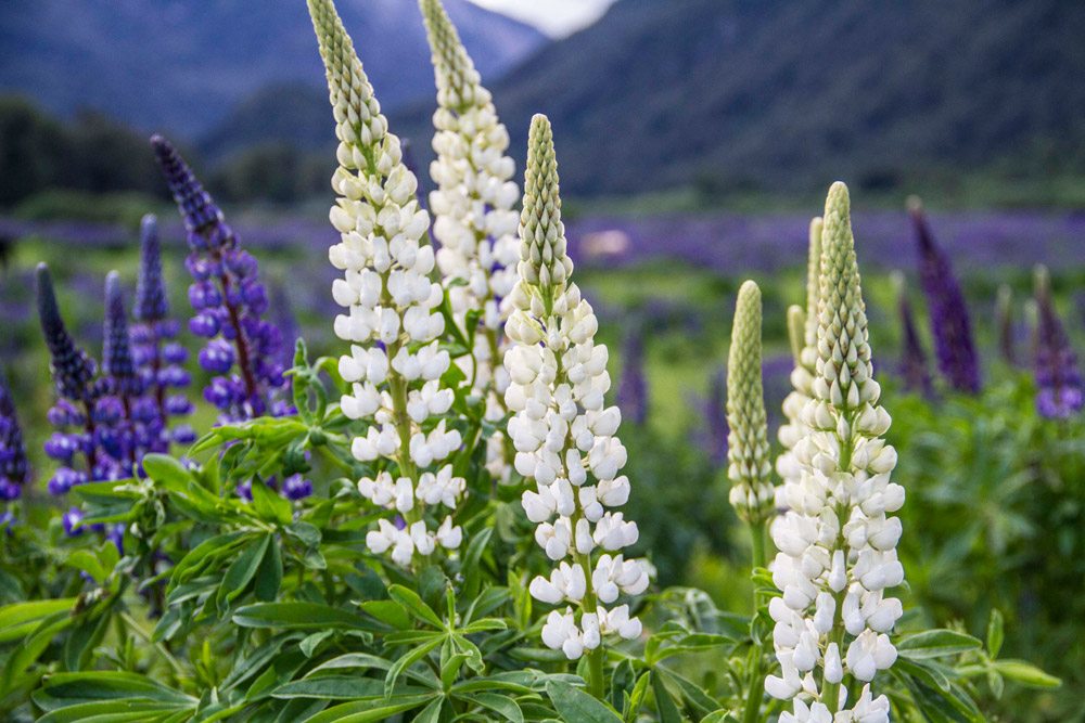 flowers-from-coyhaique