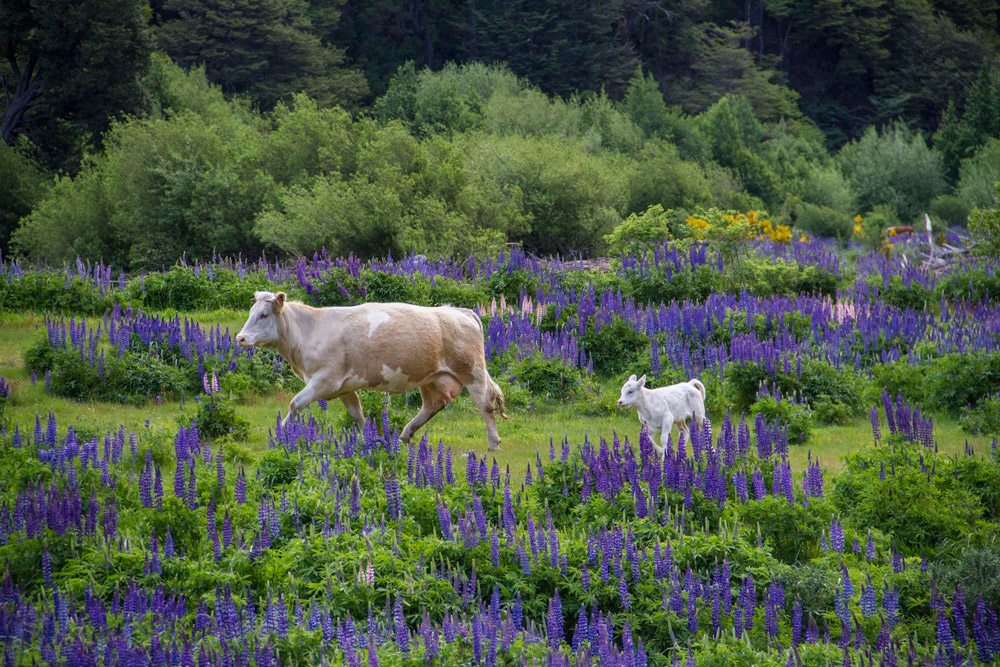 landscapes-from-patagonia-coyhaique